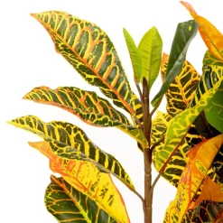 Shop Roslina Sztuczna Tropical Zone Chameleon 120 Cm Sztuczne Rośliny Na Balkon